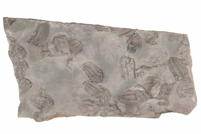 Ordovician Trilobite Mortality Plate - Trilobites On Both Sides #194116